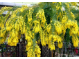 Laburnum anagyroides